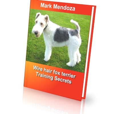 Wire Fox Terrier Training Secrets How To Train a Wire Fox Terrier